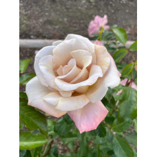 Троянда чайно-гібридна Стефан Руло (бежева) | Hybrid tea rose Stephen Rulo  (beige) | Роза чайно-гибридная Стефан Руло (бежевая)