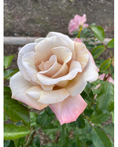 Троянда чайно-гібридна Стефан Руло (бежева) | Hybrid tea rose Stephen Rulo (beige) | Роза чайно-гибридная Стефан Руло (бежевая)
