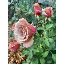 Троянда чайно-гібридна Стефан Руло (бежева) | Hybrid tea rose Stephen Rulo  (beige) | Роза чайно-гибридная Стефан Руло (бежевая)