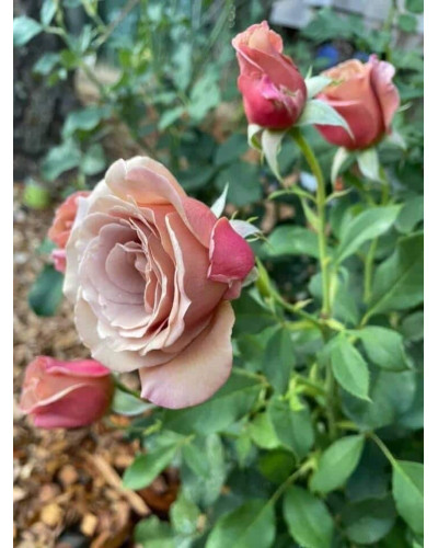 Троянда чайно-гібридна Стефан Руло (бежева) | Hybrid tea rose Stephen Rulo (beige) | Роза чайно-гибридная Стефан Руло (бежевая)