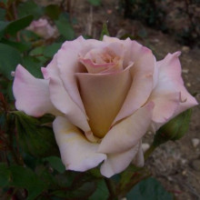 Троянда чайно-гібридна Стефан Руло (бежева) | Hybrid tea rose Stephen Rulo  (beige) | Роза чайно-гибридная Стефан Руло (бежевая)