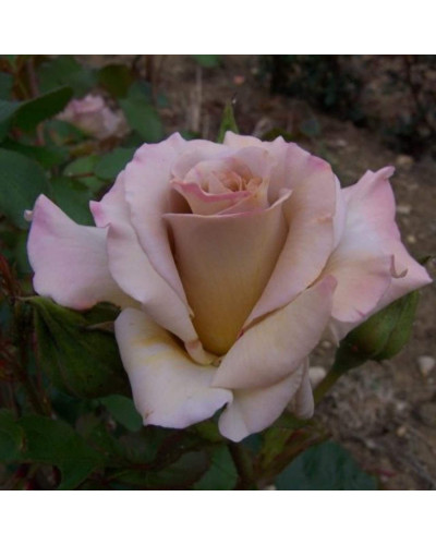 Троянда чайно-гібридна Стефан Руло (бежева) | Hybrid tea rose Stephen Rulo (beige) | Роза чайно-гибридная Стефан Руло (бежевая)