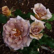 Троянда чайно-гібридна Стефан Руло (бежева) | Hybrid tea rose Stephen Rulo  (beige) | Роза чайно-гибридная Стефан Руло (бежевая)
