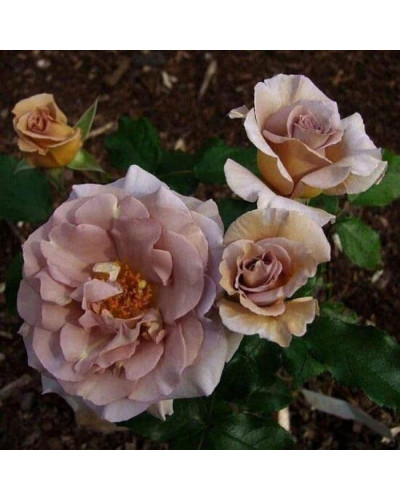 Троянда чайно-гібридна Стефан Руло (бежева) | Hybrid tea rose Stephen Rulo (beige) | Роза чайно-гибридная Стефан Руло (бежевая)