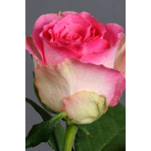 Троянда чайно-гібридна Малібу | Hybrid tea rose Malibu | Роза чайно-гибридная Малибу