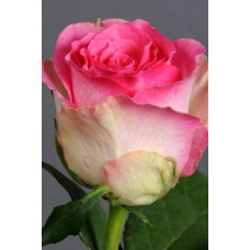Троянда чайно-гібридна Малібу | Hybrid tea rose Malibu | Роза чайно-гибридная Малибу