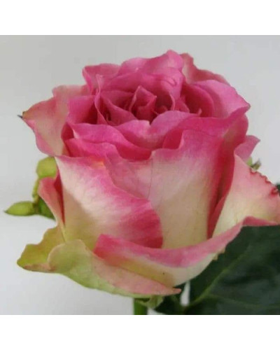 Троянда чайно-гібридна Малібу | Hybrid tea rose Malibu | Роза чайно-гибридная Малибу