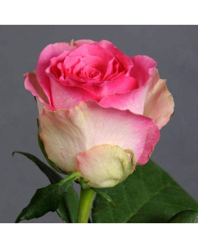 Троянда чайно-гібридна Малібу | Hybrid tea rose Malibu | Роза чайно-гибридная Малибу