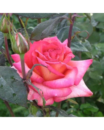 Троянда чайно-гібридна Малібу | Hybrid tea rose Malibu | Роза чайно-гибридная Малибу