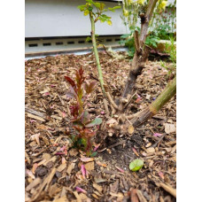 Троянда чайно-гібридна Малібу | Hybrid tea rose Malibu | Роза чайно-гибридная Малибу