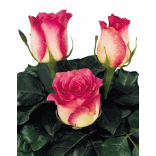 Троянда чайно-гібридна Малібу | Hybrid tea rose Malibu | Роза чайно-гибридная Малибу