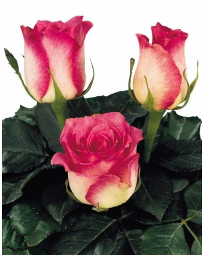 Троянда чайно-гібридна Малібу | Hybrid tea rose Malibu | Роза чайно-гибридная Малибу