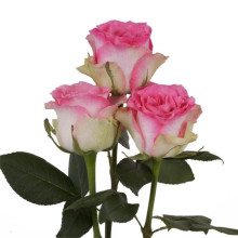 Троянда чайно-гібридна Малібу | Hybrid tea rose Malibu | Роза чайно-гибридная Малибу