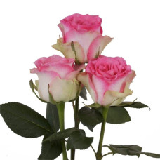Троянда чайно-гібридна Малібу | Hybrid tea rose Malibu | Роза чайно-гибридная Малибу