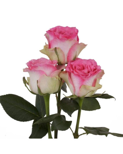 Троянда чайно-гібридна Малібу | Hybrid tea rose Malibu | Роза чайно-гибридная Малибу