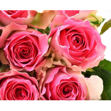 Троянда чайно-гібридна Малібу | Hybrid tea rose Malibu | Роза чайно-гибридная Малибу