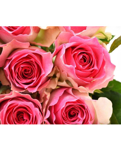 Троянда чайно-гібридна Малібу | Hybrid tea rose Malibu | Роза чайно-гибридная Малибу