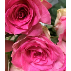 Троянда чайно-гібридна Малібу | Hybrid tea rose Malibu | Роза чайно-гибридная Малибу