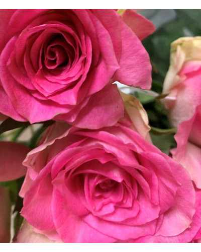 Троянда чайно-гібридна Малібу | Hybrid tea rose Malibu | Роза чайно-гибридная Малибу