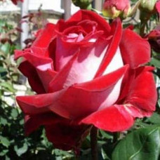 Троянда чайно-гібридна Люксор (біло-червона) | Tea hybrid rose Luxor | Роза чайно-гибридная Люксор (бело-красная)