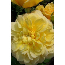Троянда чайно-гібридна Жоель Маруані | Hybrid tea rose Joelle Marouani | Роза чайно-гибридная Жоэль Маруани