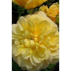 Троянда чайно-гібридна Жоель Маруані | Hybrid tea rose Joelle Marouani | Роза чайно-гибридная Жоэль Маруани