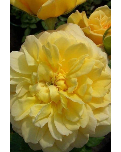 Троянда чайно-гібридна Жоель Маруані | Hybrid tea rose Joelle Marouani | Роза чайно-гибридная Жоэль Маруани
