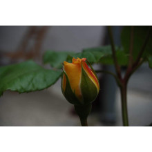 Троянда чайно-гібридна Жоель Маруані | Hybrid tea rose Joelle Marouani | Роза чайно-гибридная Жоэль Маруани