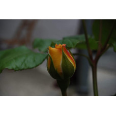 Троянда чайно-гібридна Жоель Маруані | Hybrid tea rose Joelle Marouani | Роза чайно-гибридная Жоэль Маруани
