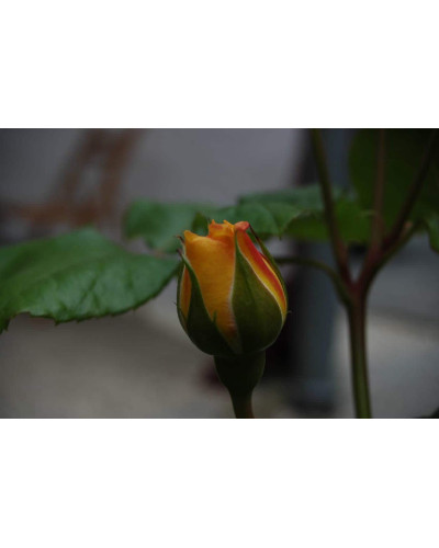 Троянда чайно-гібридна Жоель Маруані | Hybrid tea rose Joelle Marouani | Роза чайно-гибридная Жоэль Маруани