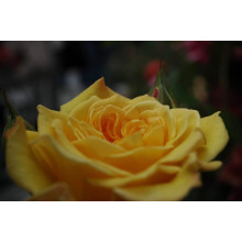 Троянда чайно-гібридна Жоель Маруані | Hybrid tea rose Joelle Marouani | Роза чайно-гибридная Жоэль Маруани