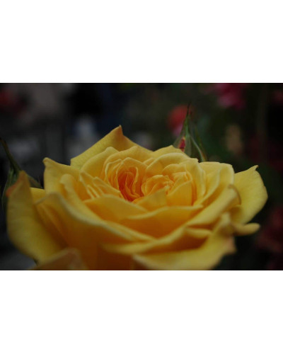 Троянда чайно-гібридна Жоель Маруані | Hybrid tea rose Joelle Marouani | Роза чайно-гибридная Жоэль Маруани