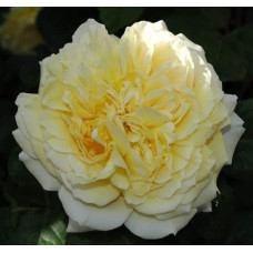 Троянда чайно-гібридна Жоель Маруані | Hybrid tea rose Joelle Marouani | Роза чайно-гибридная Жоэль Маруани