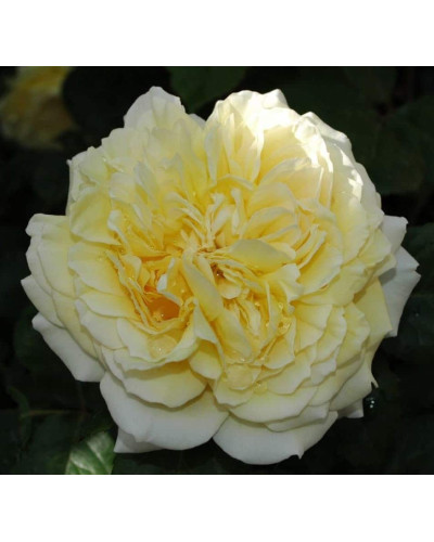 Троянда чайно-гібридна Жоель Маруані | Hybrid tea rose Joelle Marouani | Роза чайно-гибридная Жоэль Маруани