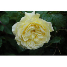 Троянда чайно-гібридна Жоель Маруані | Hybrid tea rose Joelle Marouani | Роза чайно-гибридная Жоэль Маруани