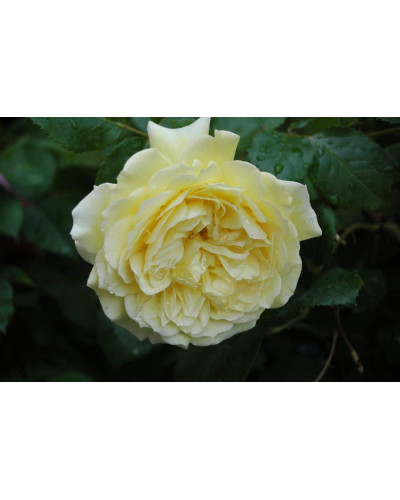 Троянда чайно-гібридна Жоель Маруані | Hybrid tea rose Joelle Marouani | Роза чайно-гибридная Жоэль Маруани
