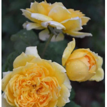 Троянда чайно-гібридна Жоель Маруані | Hybrid tea rose Joelle Marouani | Роза чайно-гибридная Жоэль Маруани