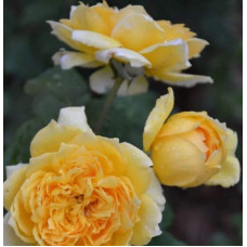 Троянда чайно-гібридна Жоель Маруані | Hybrid tea rose Joelle Marouani | Роза чайно-гибридная Жоэль Маруани