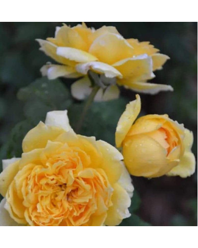Троянда чайно-гібридна Жоель Маруані | Hybrid tea rose Joelle Marouani | Роза чайно-гибридная Жоэль Маруани