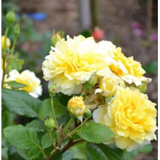Троянда чайно-гібридна Жоель Маруані | Hybrid tea rose Joelle Marouani | Роза чайно-гибридная Жоэль Маруани