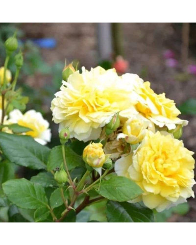 Троянда чайно-гібридна Жоель Маруані | Hybrid tea rose Joelle Marouani | Роза чайно-гибридная Жоэль Маруани