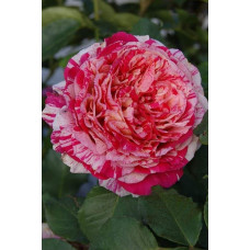 Троянда чайно-гібридна Бест Імпрешн | Hybrid tea rose Best Impression | Роза чайно-гибридная Бест Импрешн