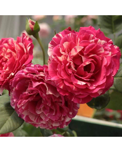 Троянда чайно-гібридна Бест Імпрешн | Hybrid tea rose Best Impression | Роза чайно-гибридная Бест Импрешн
