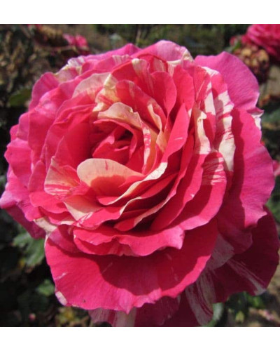 Троянда чайно-гібридна Бест Імпрешн | Hybrid tea rose Best Impression | Роза чайно-гибридная Бест Импрешн