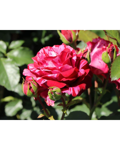 Троянда чайно-гібридна Бест Імпрешн | Hybrid tea rose Best Impression | Роза чайно-гибридная Бест Импрешн