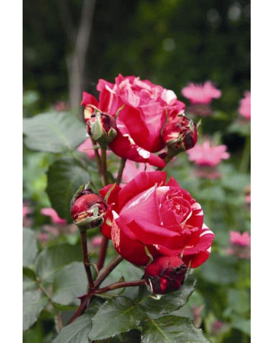 Троянда чайно-гібридна Бест Імпрешн | Hybrid tea rose Best Impression | Роза чайно-гибридная Бест Импрешн