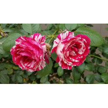 Троянда чайно-гібридна Бест Імпрешн | Hybrid tea rose Best Impression | Роза чайно-гибридная Бест Импрешн