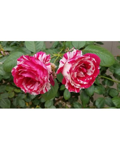 Троянда чайно-гібридна Бест Імпрешн | Hybrid tea rose Best Impression | Роза чайно-гибридная Бест Импрешн
