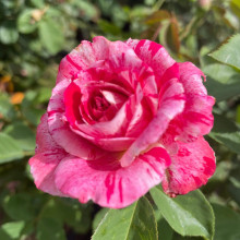 Троянда чайно-гібридна Бест Імпрешн | Hybrid tea rose Best Impression | Роза чайно-гибридная Бест Импрешн