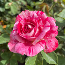 Троянда чайно-гібридна Бест Імпрешн | Hybrid tea rose Best Impression | Роза чайно-гибридная Бест Импрешн
